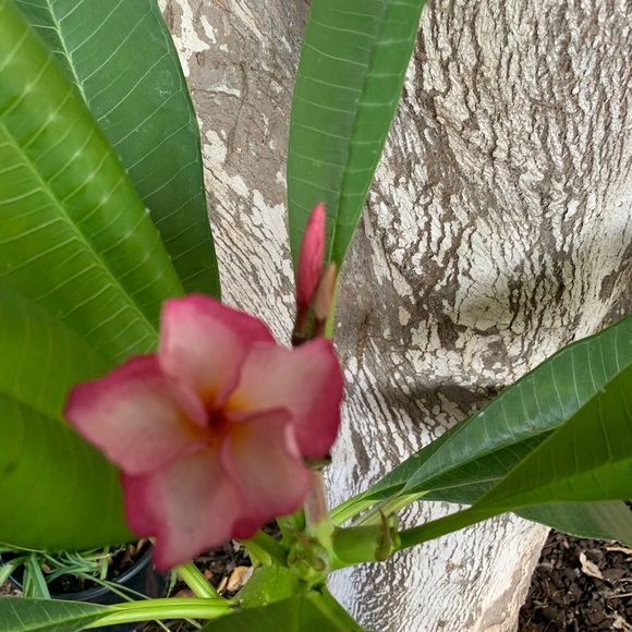 Meet your Posher, Amy - Picture 2 of 2